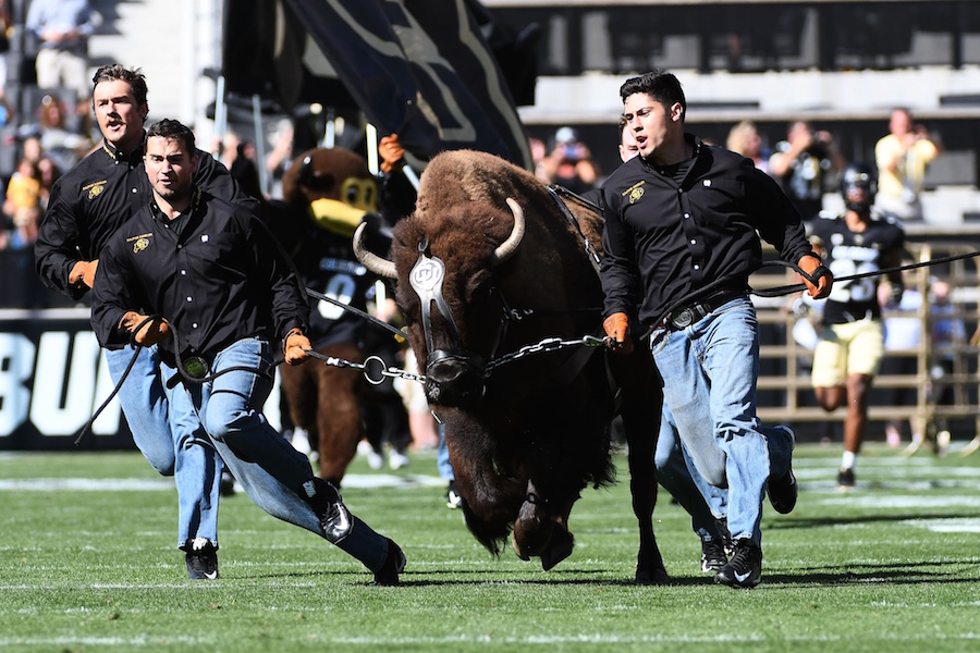 Buffaloes, Ralphie Colorado Buffaloes