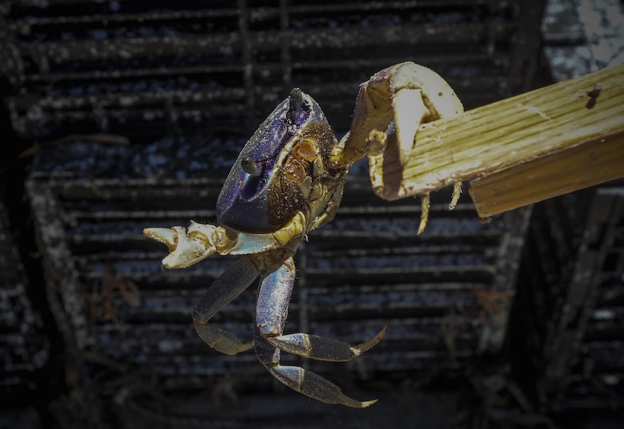 Crab