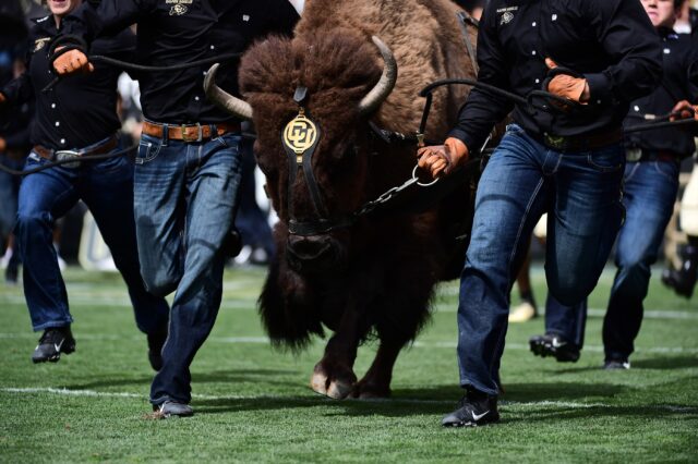 Colorado Buffaloes mascot Ralphie the Buffalo before the game against the Nebraska Cornhuskers at Folsom Field.