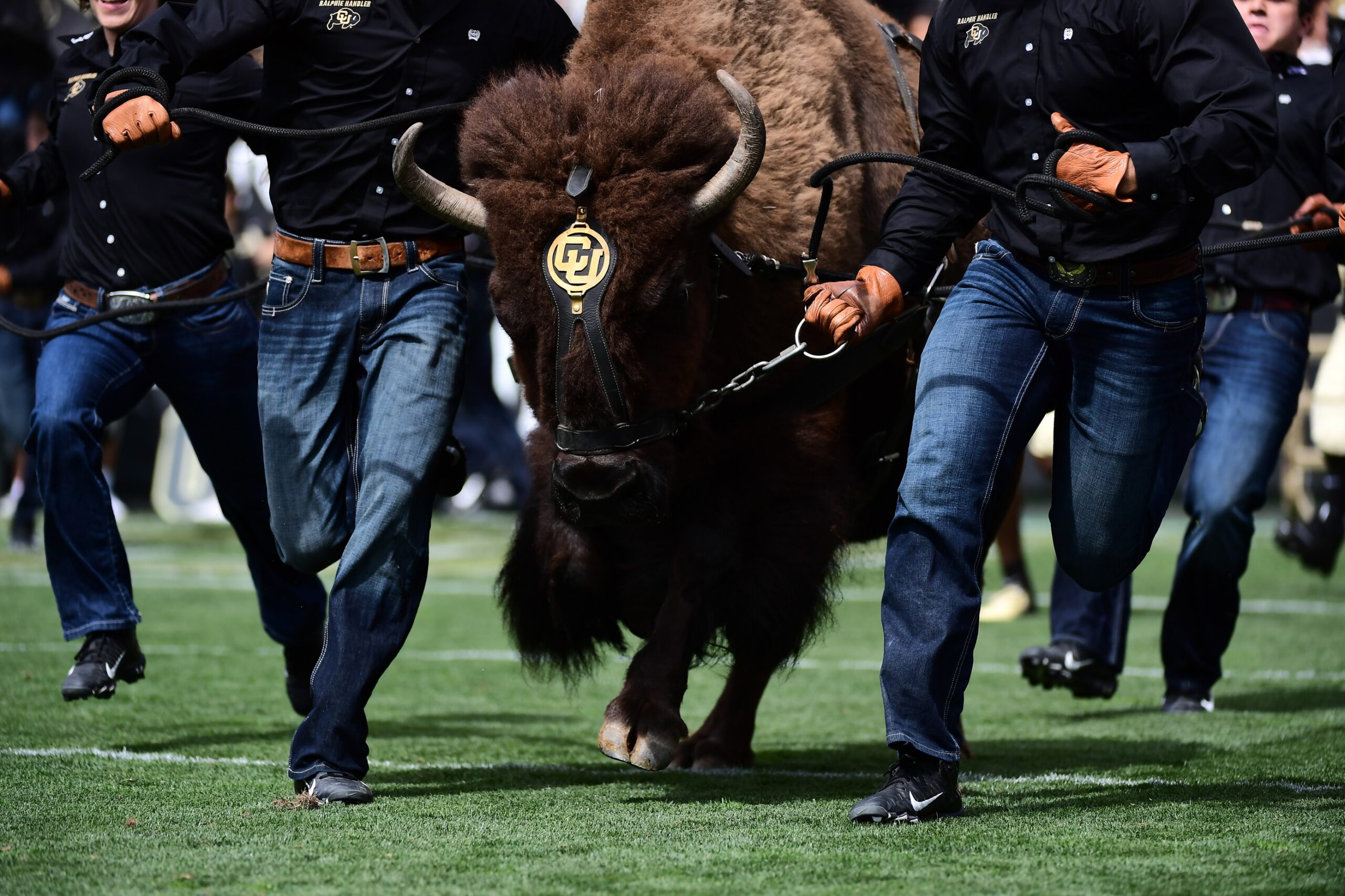 Buffaloes In The NFL - The Ralphie Report